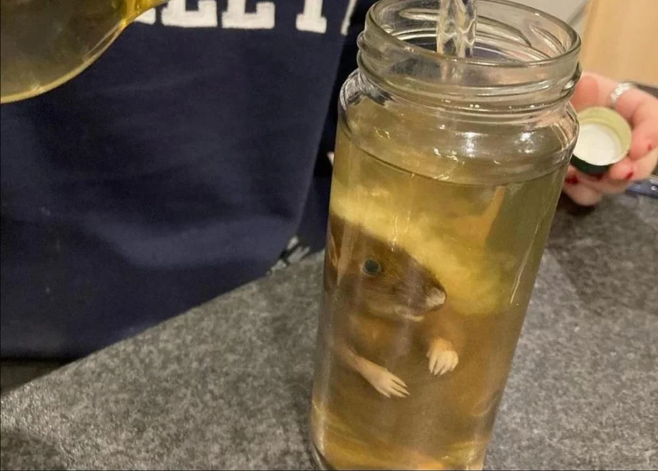 a rat being pickled